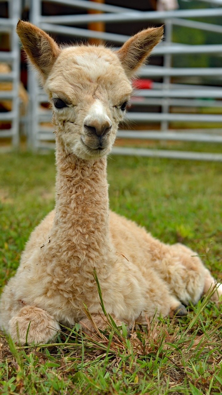 Golden Roads of Glory