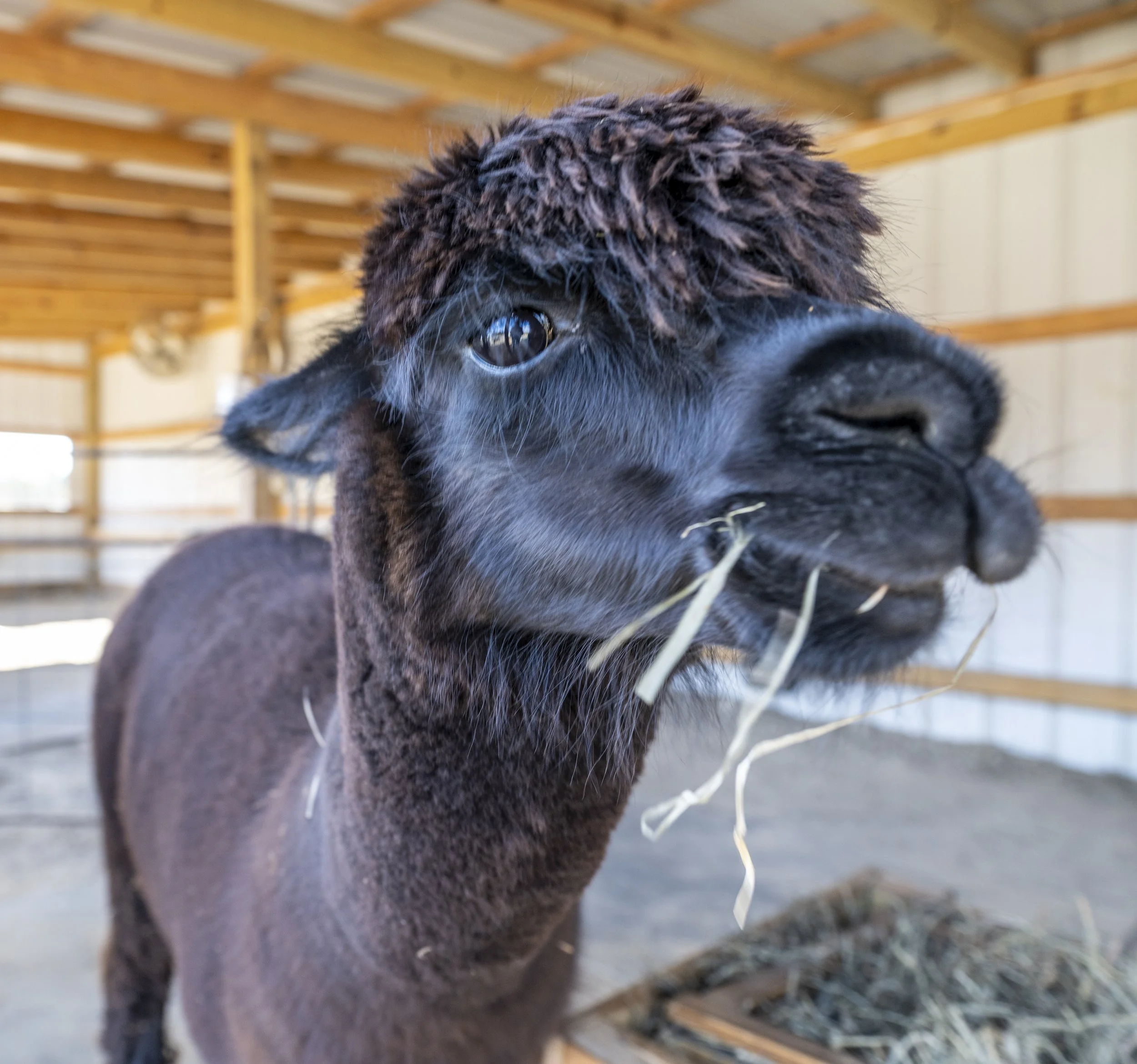 Juliet Adoption