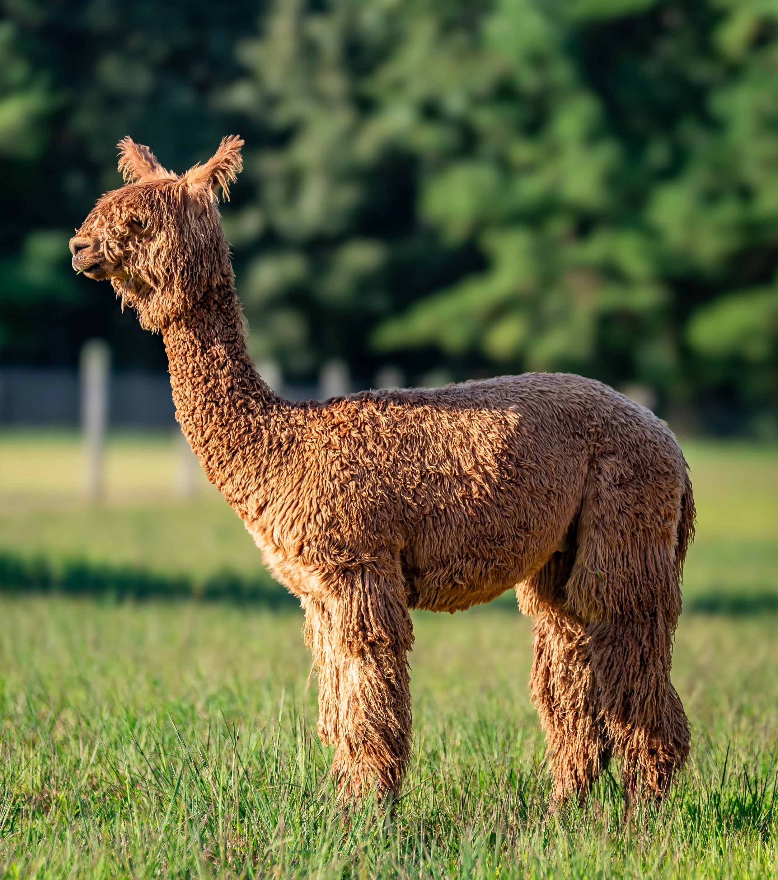 Alpaca Road's Easy Rider