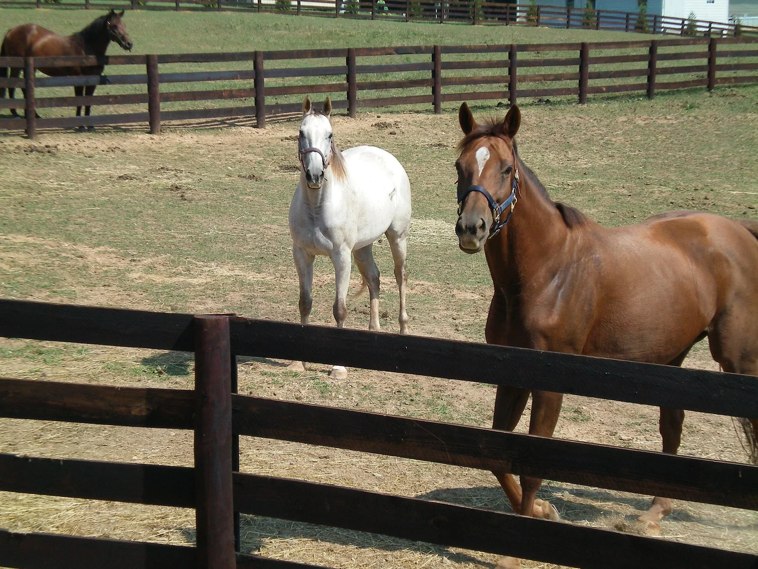 Chapel Hill Equestrian
