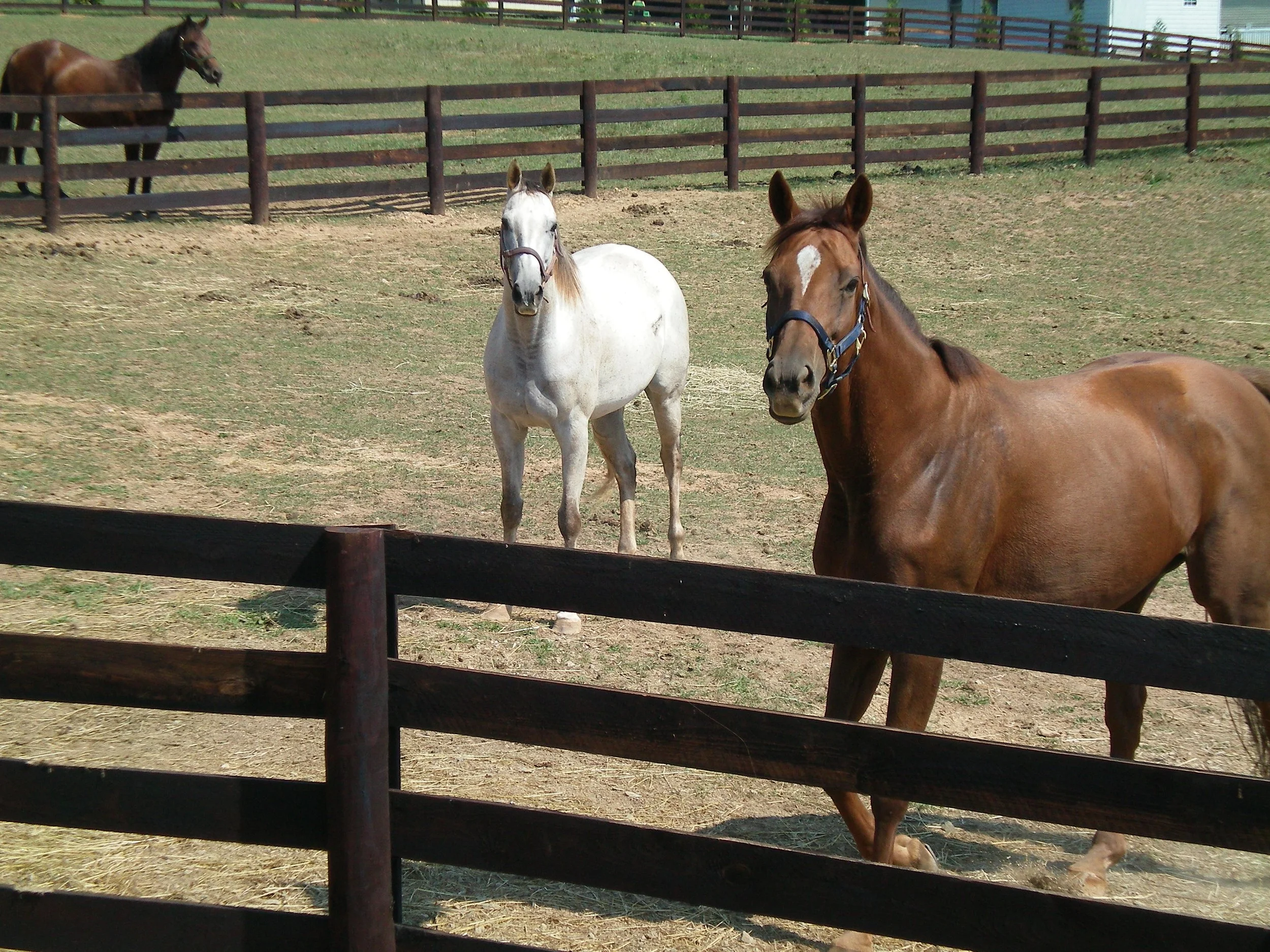 Chapel Hill Equestrian