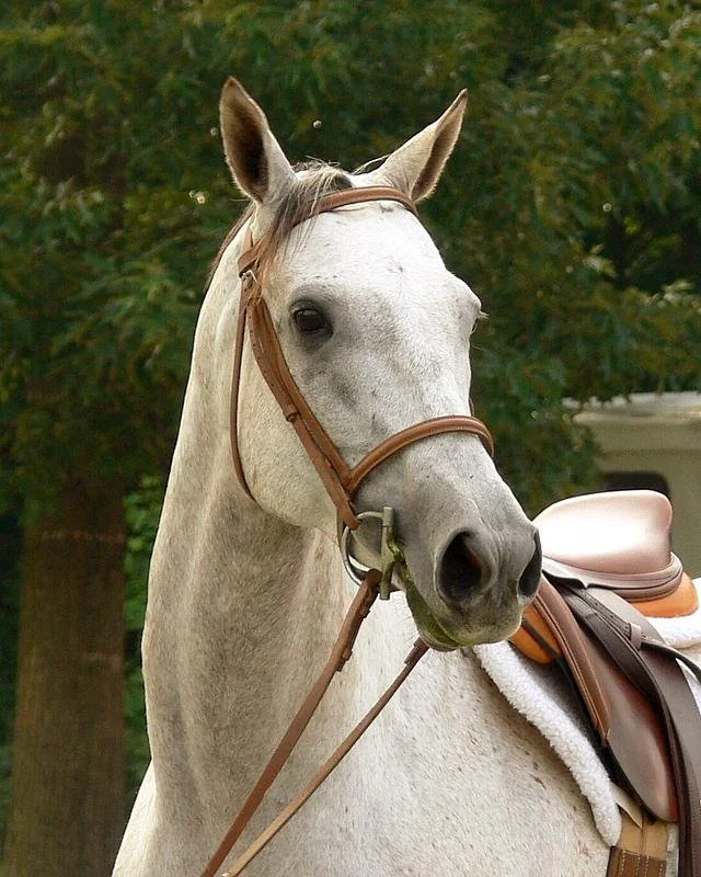Chapel Hill Equestrian