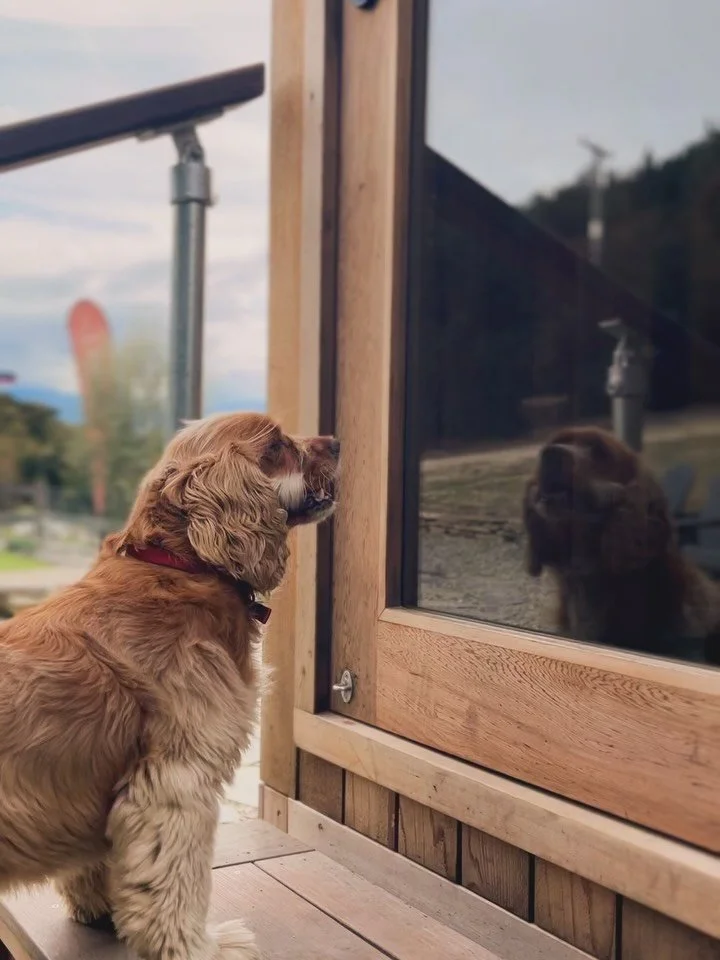 Three sauna rounds. Didn&rsquo;t move once. 

This little one didn&rsquo;t need to understand what a sauna is. Their human was inside and that was enough 🥹🐾

💬 What would your dog do while you&rsquo;re in the sauna?

#saunamoments #saunalife #wana