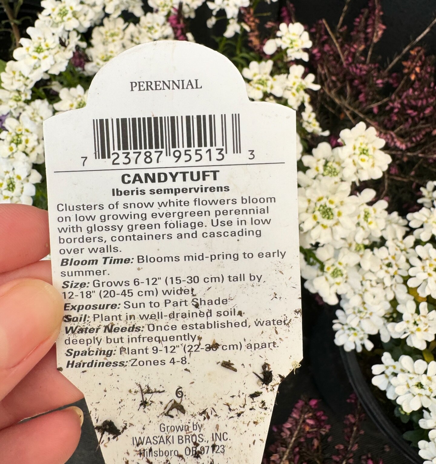 Found a typo while getting some spring flowers today! Can&rsquo;t wait til they bloom in mid-pring 🌸 
🕵️&zwj;♀️ 🖊️ 
#proofreadplease #typo #spring #proofreader #editor #smallbusiness #phinneyridge #phinneyridgeseattle