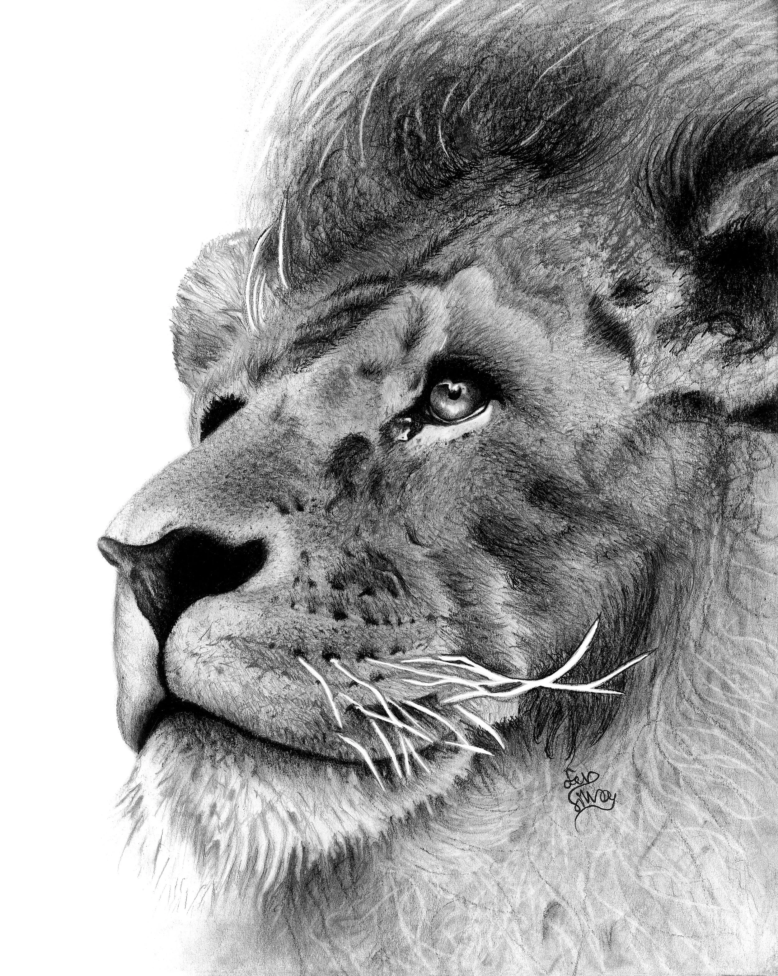 lion-drawing-scan.jpg