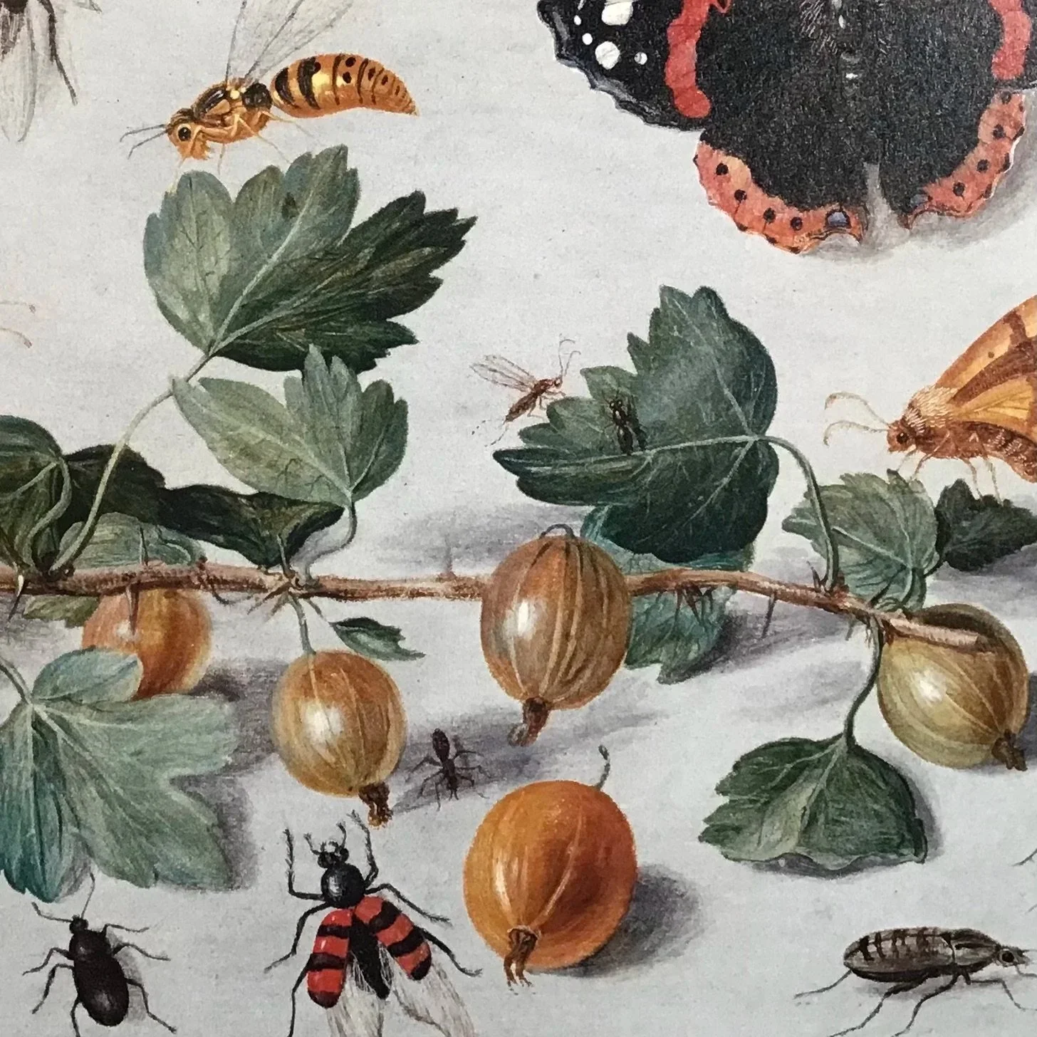 April 18 & 19: Kessel Insects & Gooseberries