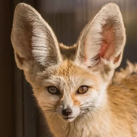 June 27 & 28: The Fennec Fox Of Africa