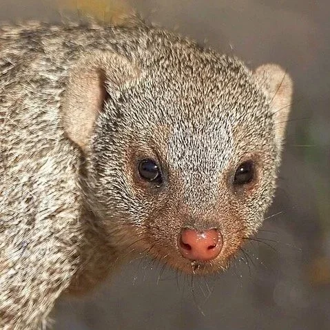 July 18 & 19: Banded Mongoose