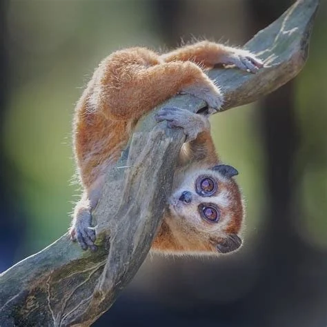 July 11 & 12: Galago Bush Babies