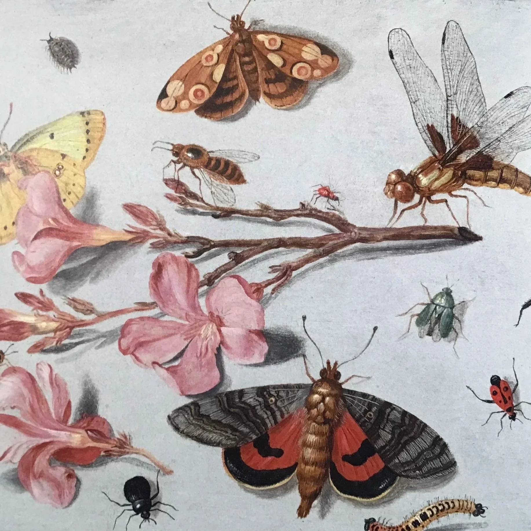 July 25 & 26: Kessel’s Insects With Pink Flowers