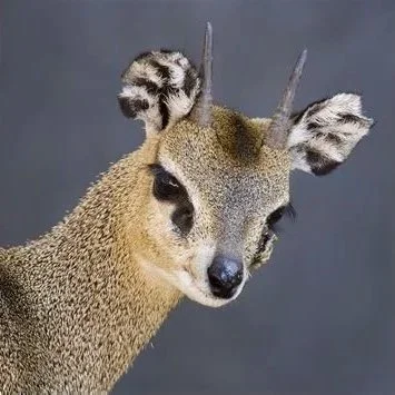 August 1 & 2: Klipspringer