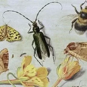 August 29 & 30: Kessel’s Insects With Yellow Flowers