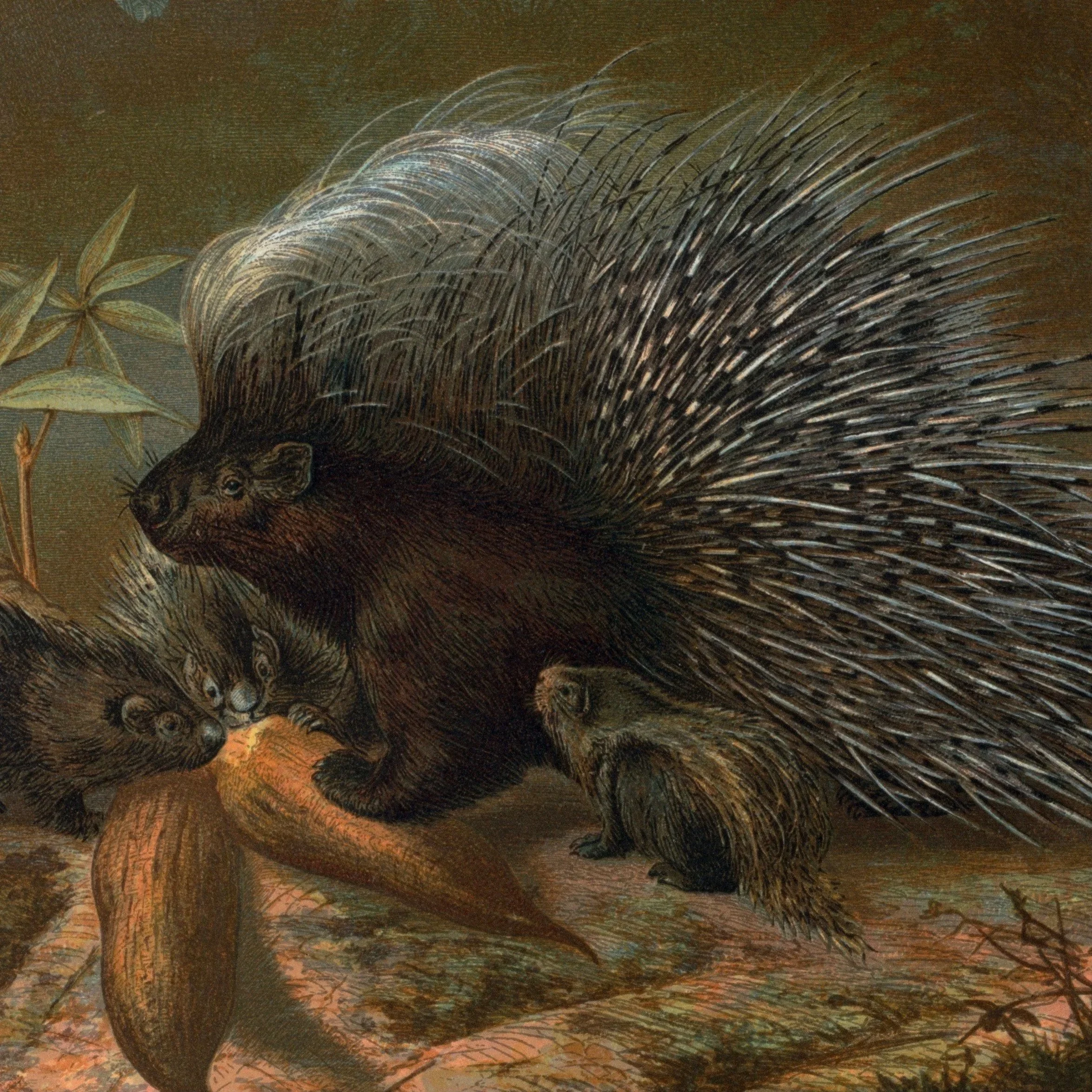 May 2 & 3: The Cape Porcupine Of Africa