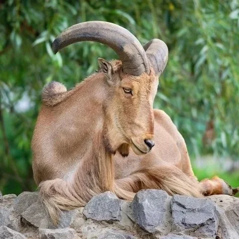 August 8 & 9: Barbary Sheep