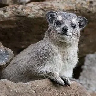 September 26 & 27: Rock Hyrax