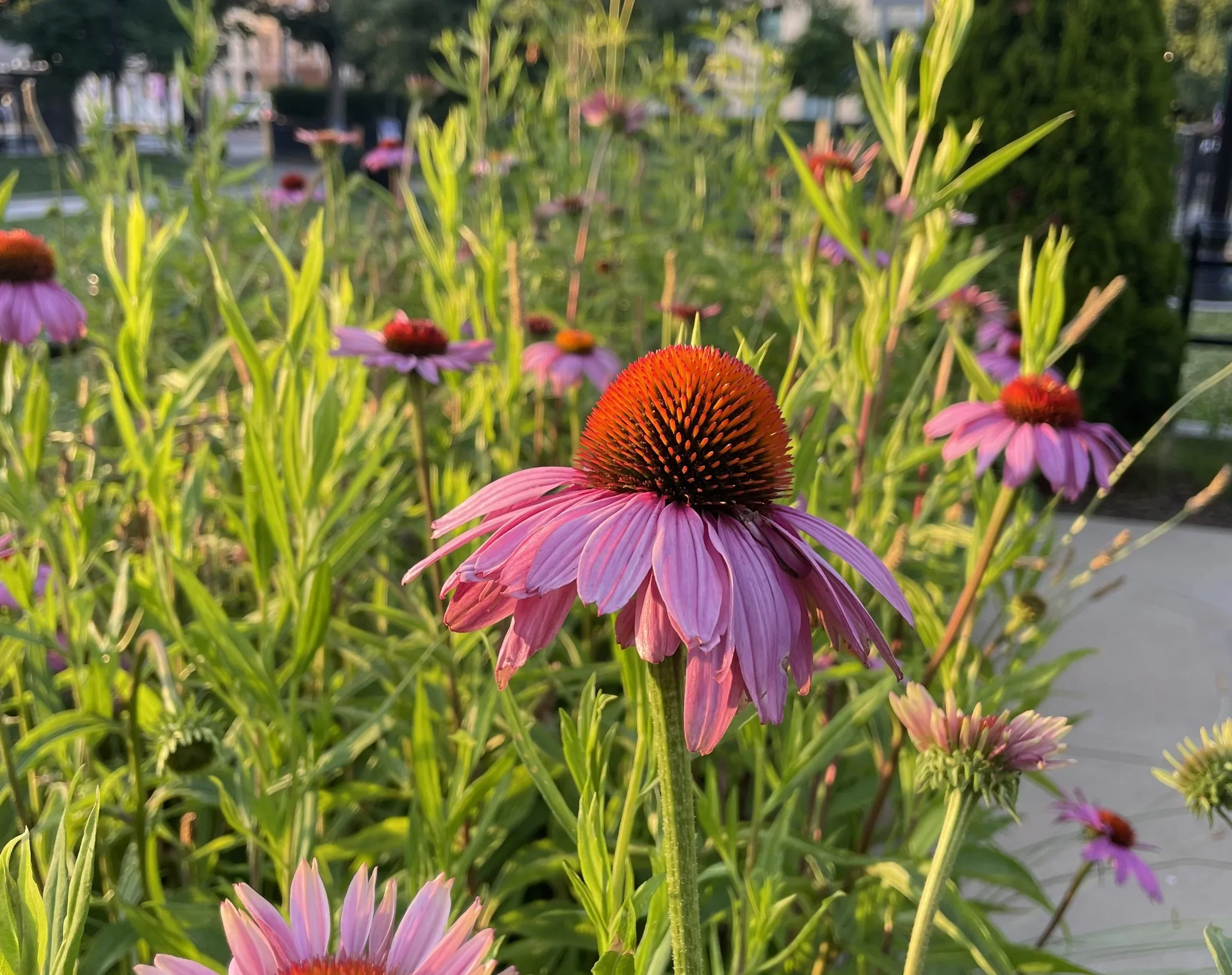 Solstice agreements for summer's pleasures, pains, griefs, &amp; joys