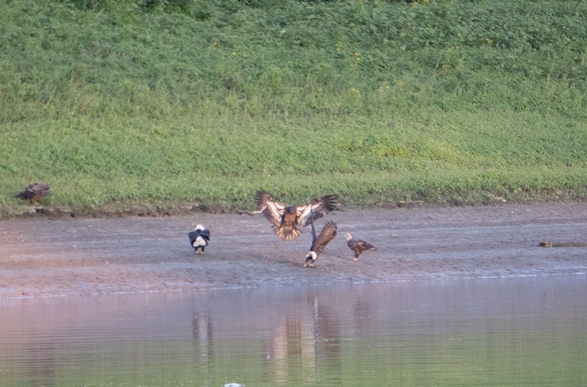 eaglesflykaskaskia.jpg