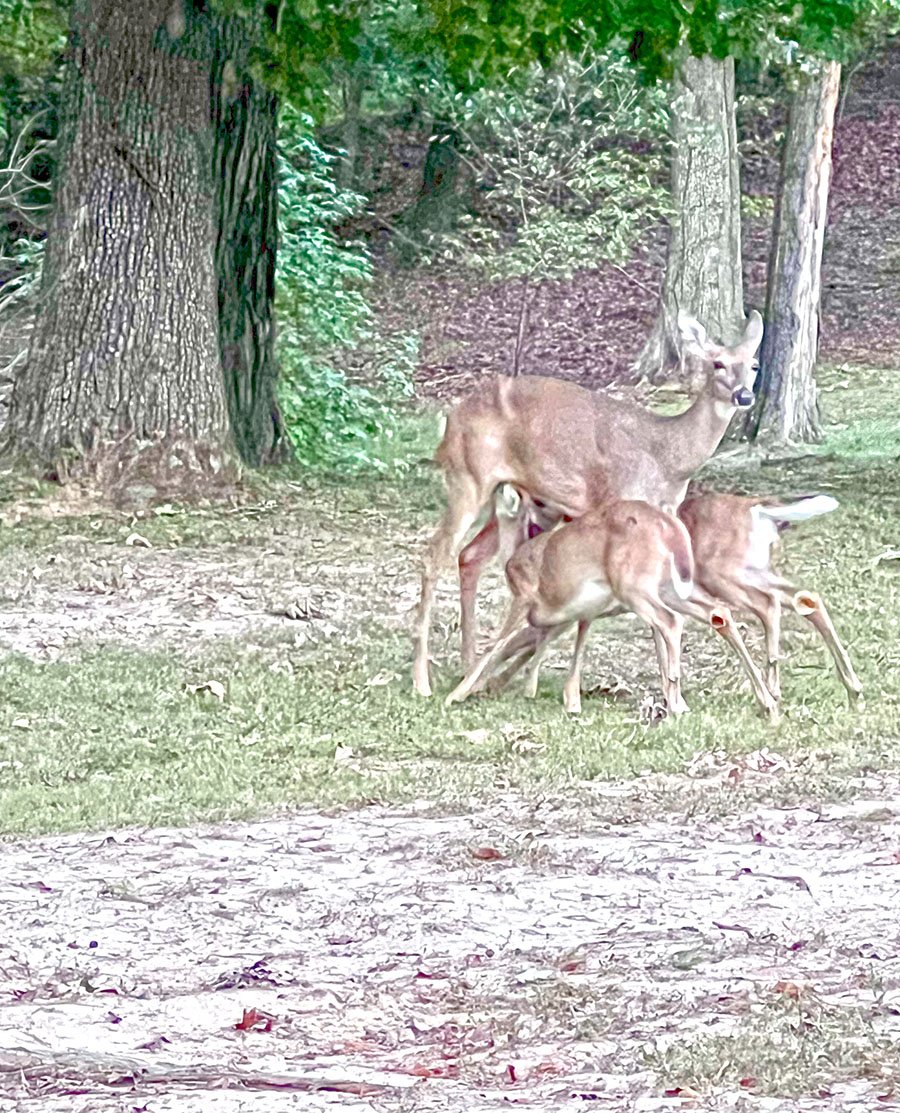 greenturtledeer.jpg