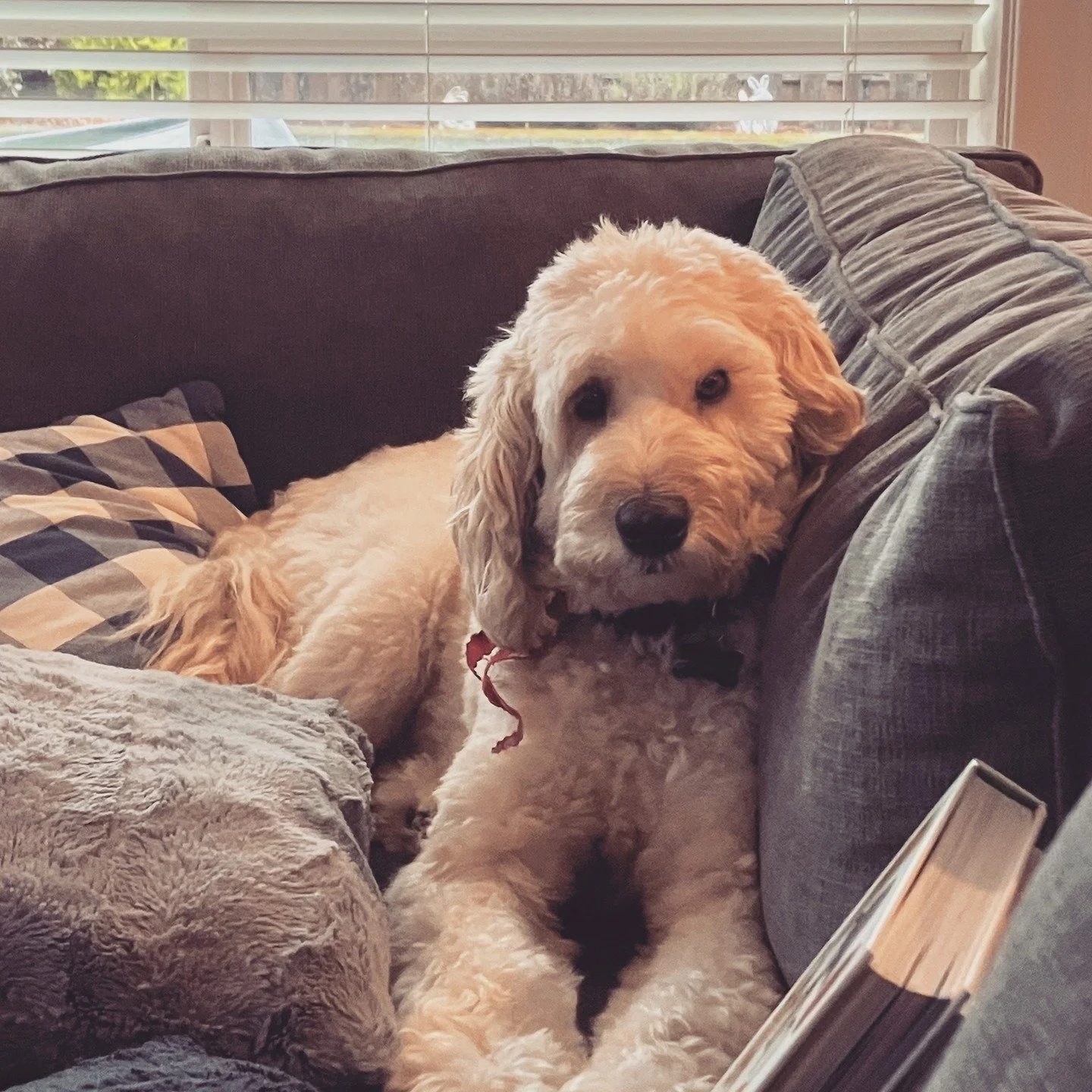 Meet the real MVP of GES&hellip; 🐾
In honor of #NationalPuppyDay, we&rsquo;re giving a well-deserved spotlight to Waffles &ndash; Lisa&rsquo;s four-legged sidekick and our unofficial GES mascot.

From boosting team morale (just by existing) to remin