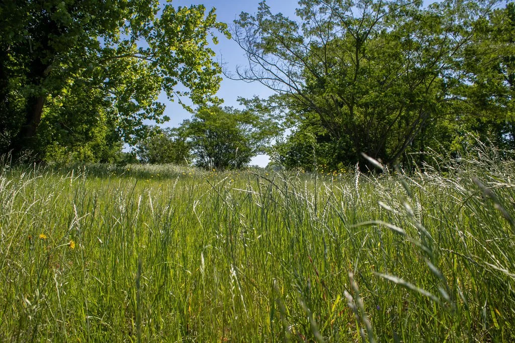 IMG_1976.jpg