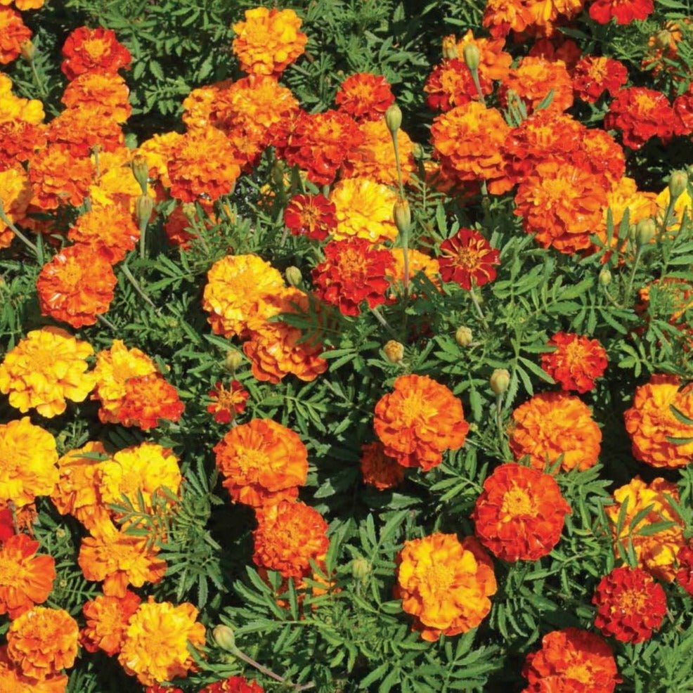 edi02_Marigold_115a1bcd-b102-49a7-b579-f822f5544762_1080x.jpg