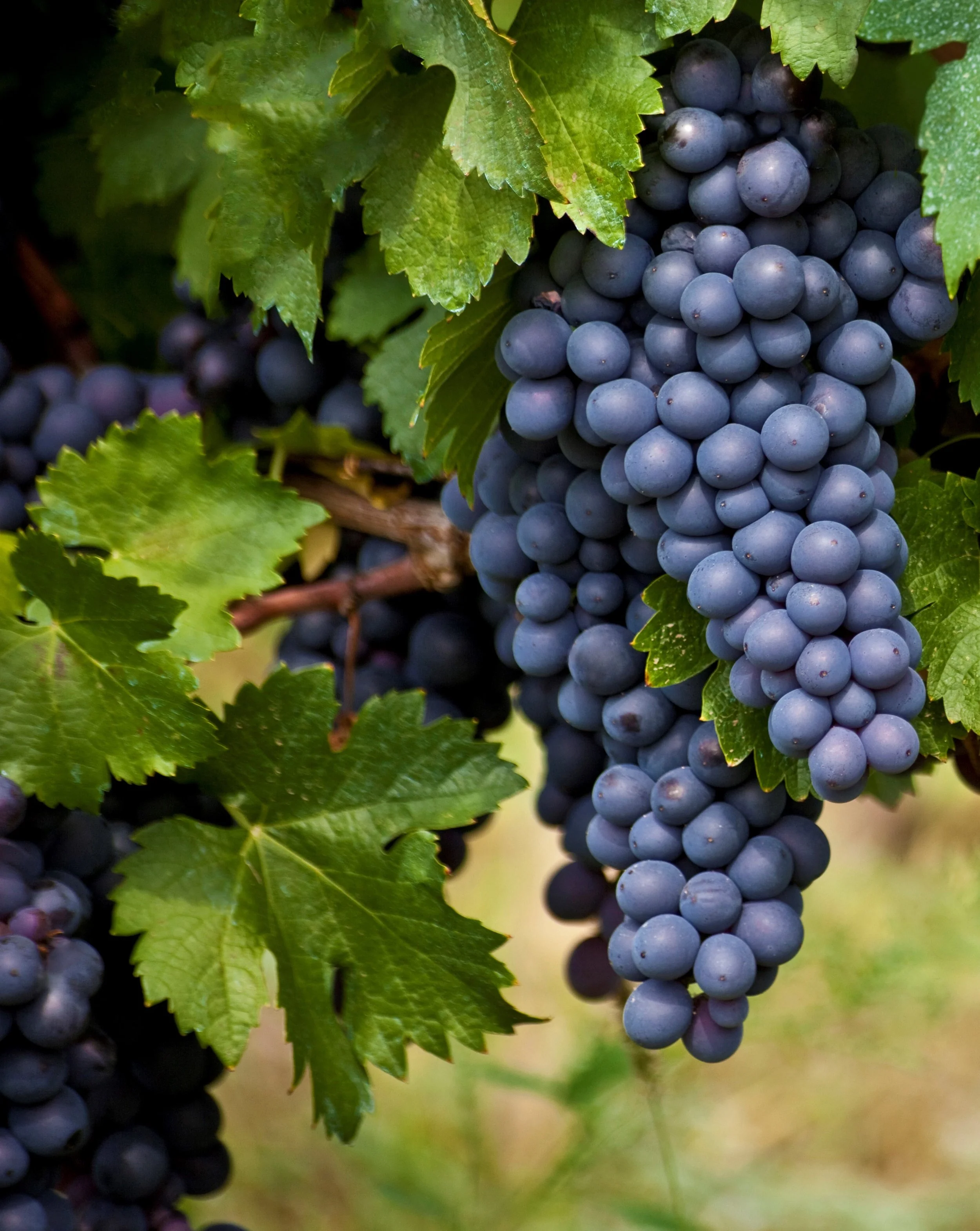 mencia grapes grown at serrena que estate granite belt winery