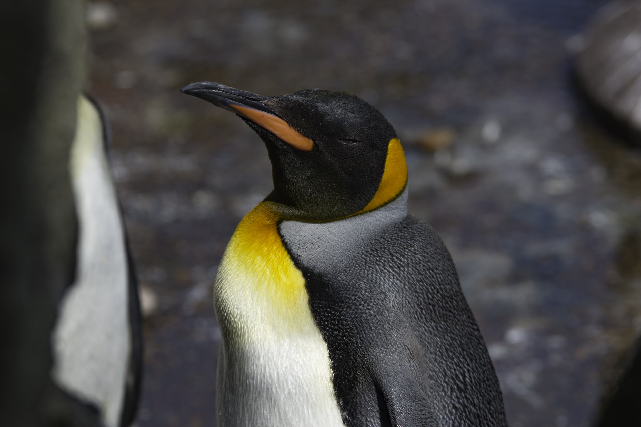 zoo2017-9.jpg