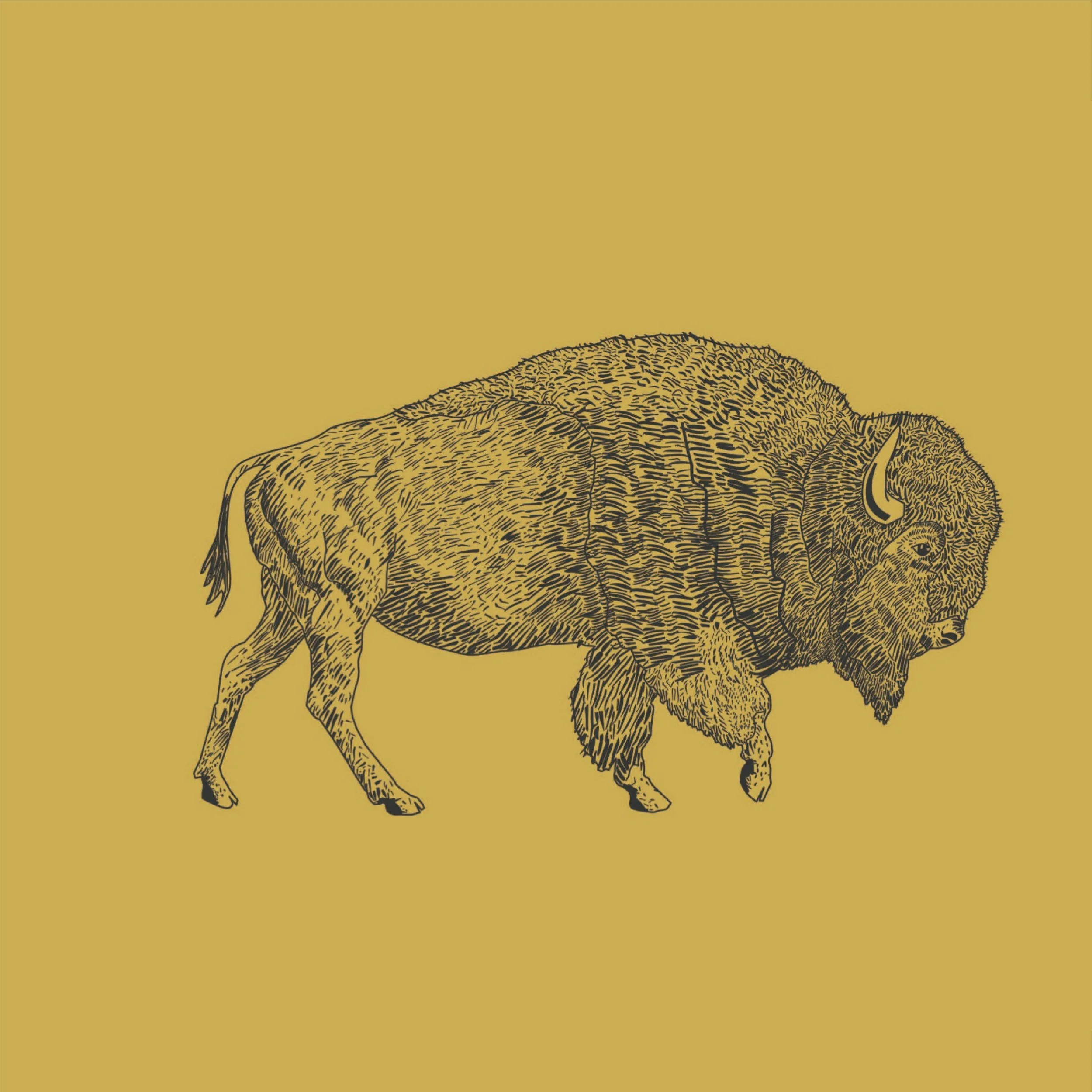 bison.jpg