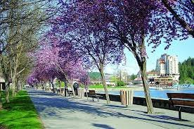 BloomingTrees.jpeg