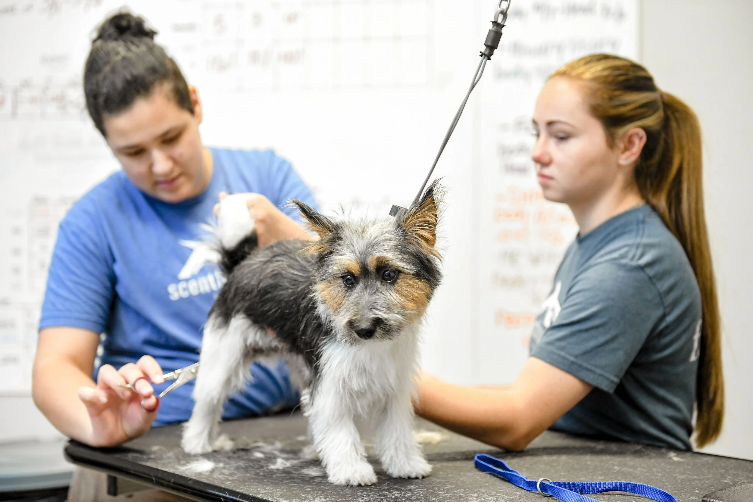 What Does the Franchisor Control, and What Do I Control? Your Freedom and Limits as a Scenthound Franchise Owner