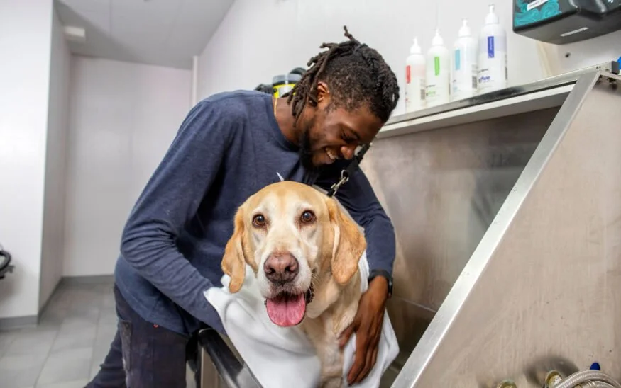 Membership_model_dog_hygiene