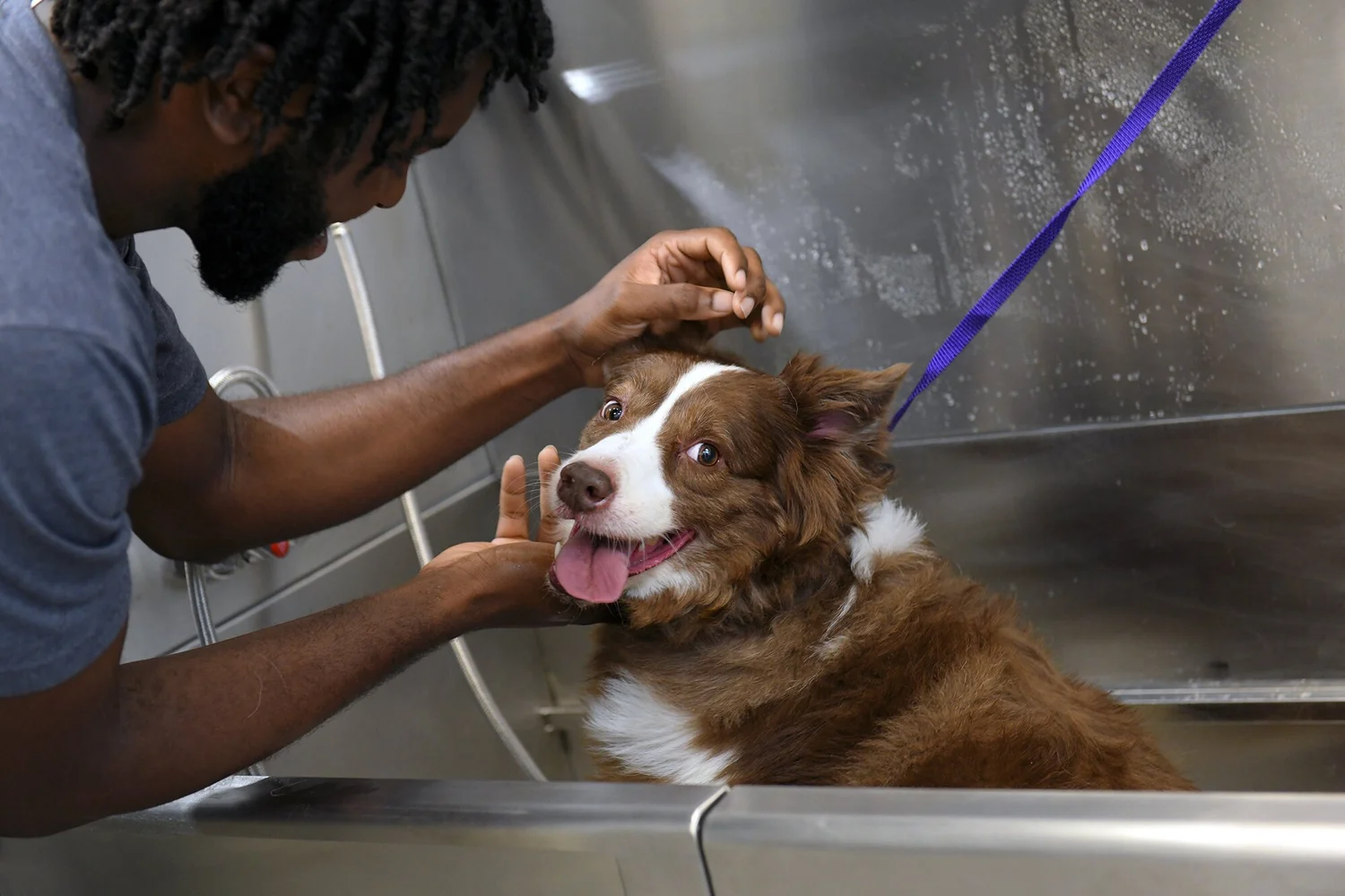 Dog Grooming Franchise Costs — Dog Washing & Grooming Franchise