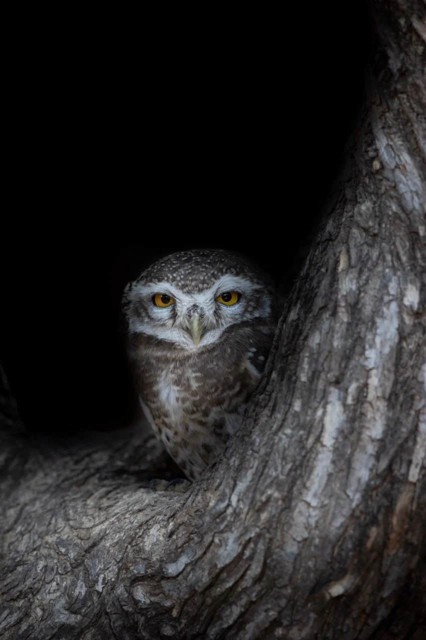 Night Owl