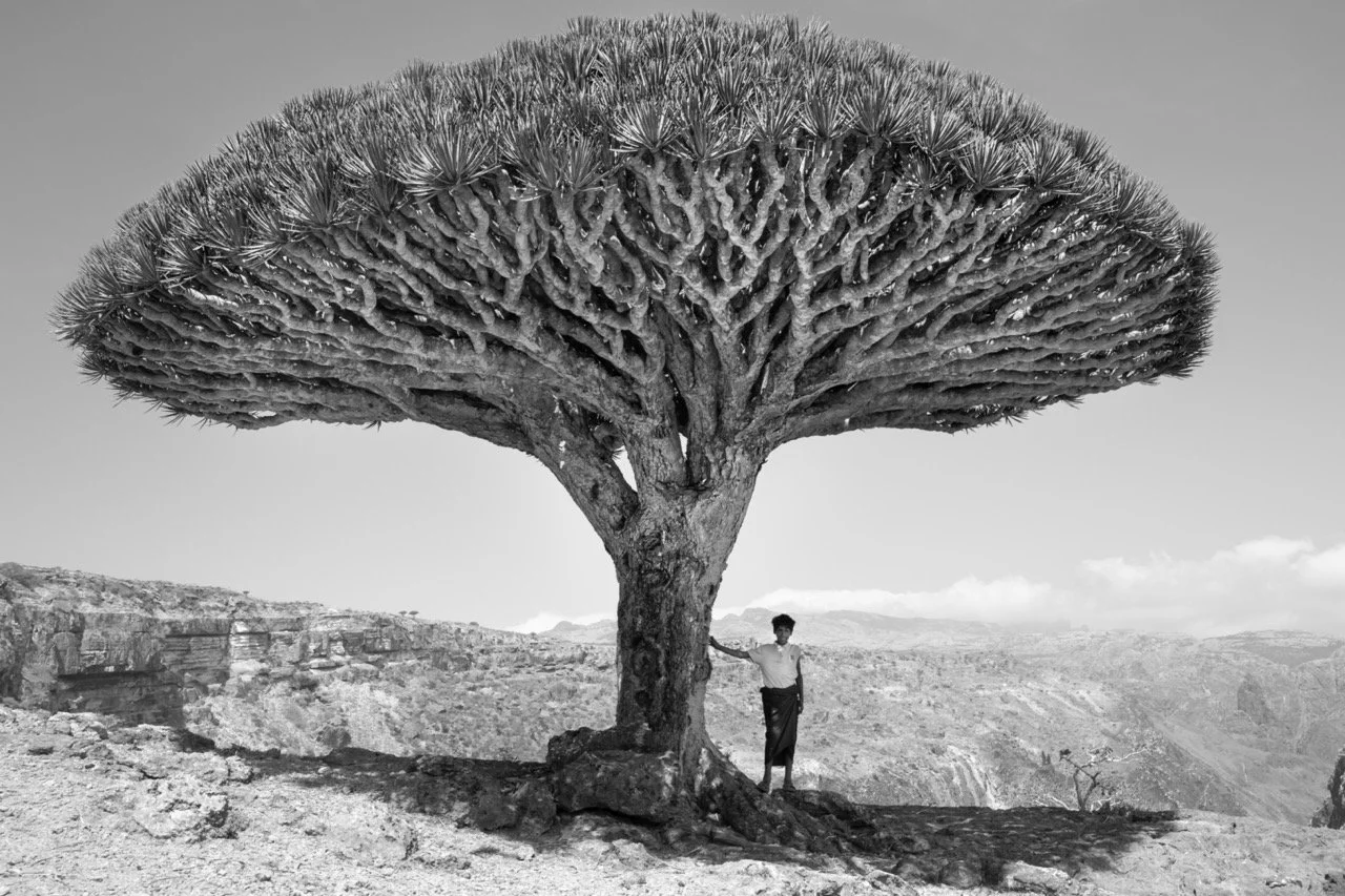 The blood dragon tree