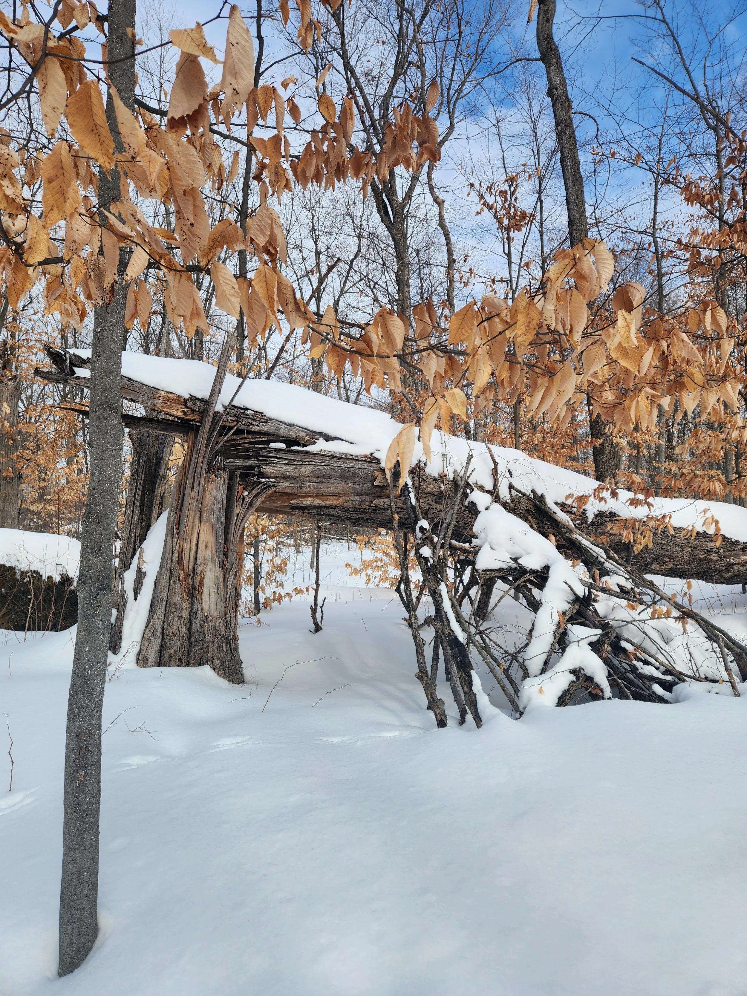 What’s In The Woods?