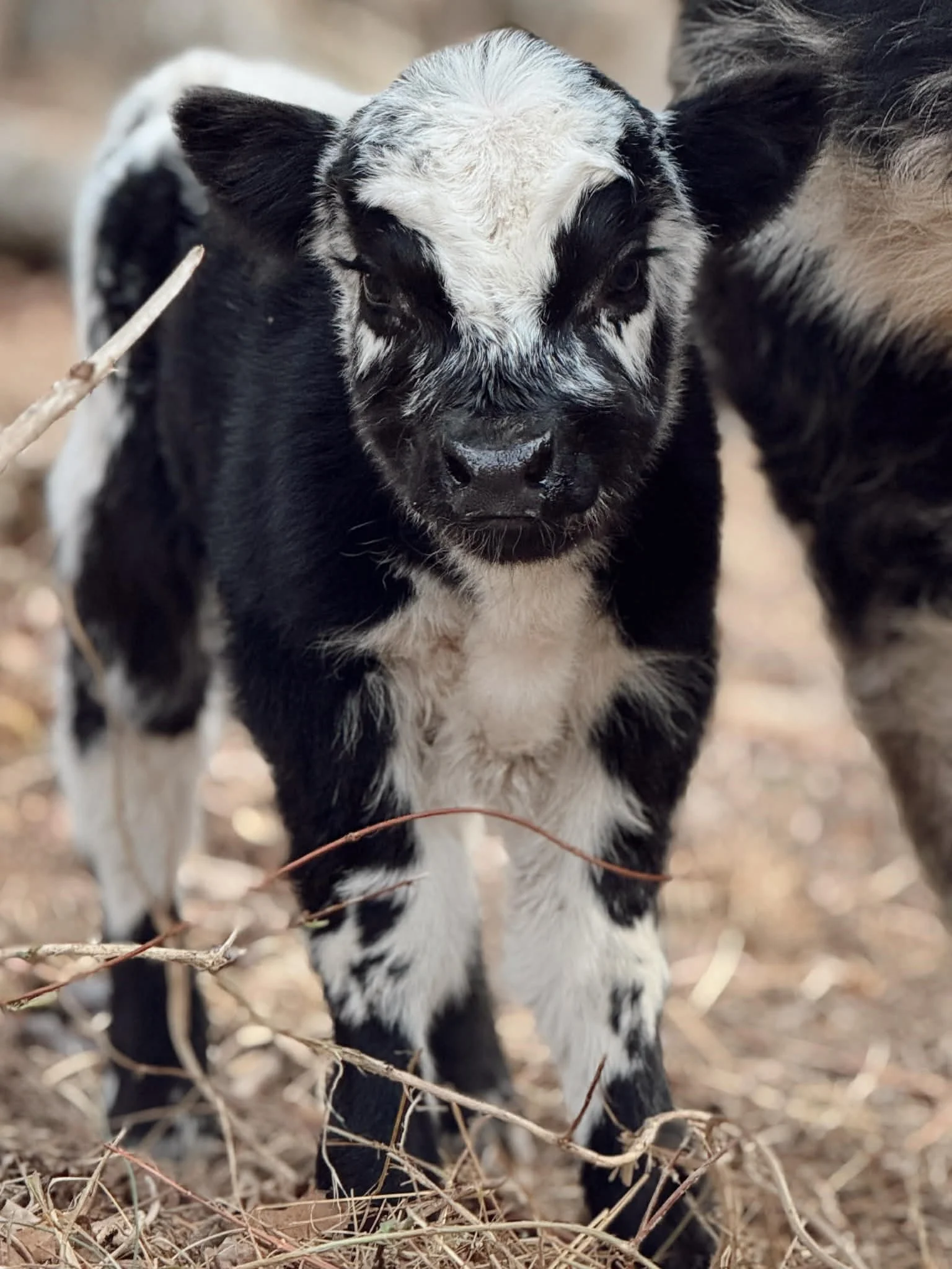 A black and white baby calf standing on a dirt surface with dry grass and twigs.