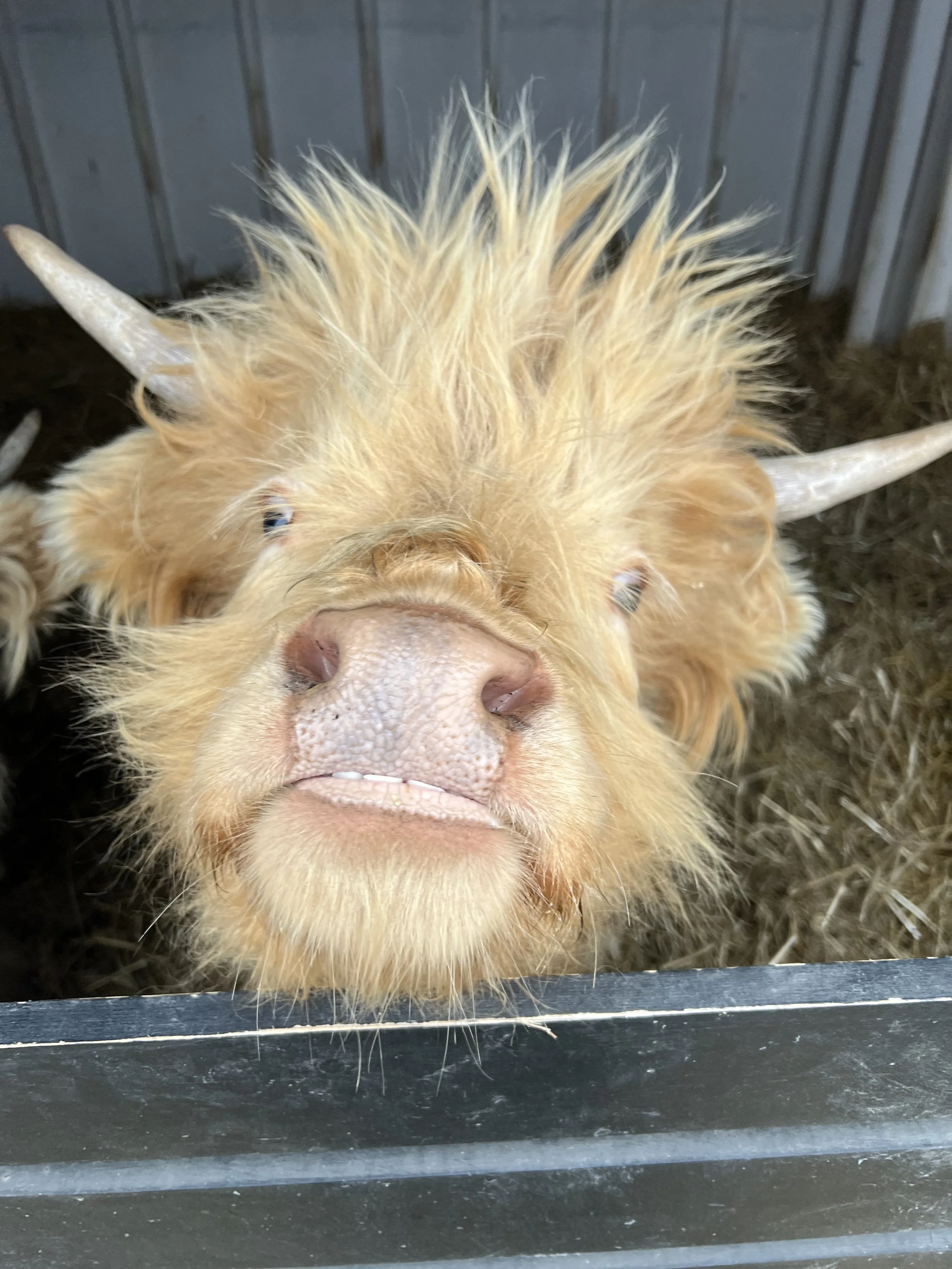 Close-up of a Highland cow's face, showing its large nose, long hair, and horns, inside a barn with bedding on the ground.