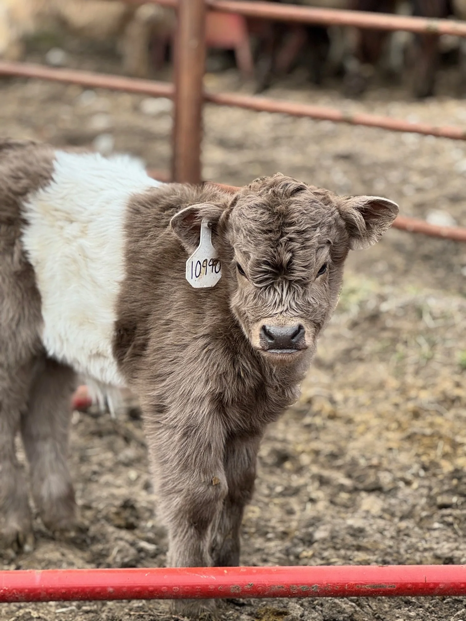 A young calf with brown and white fur standing outdoors on dirt ground, behind a red metal fence.