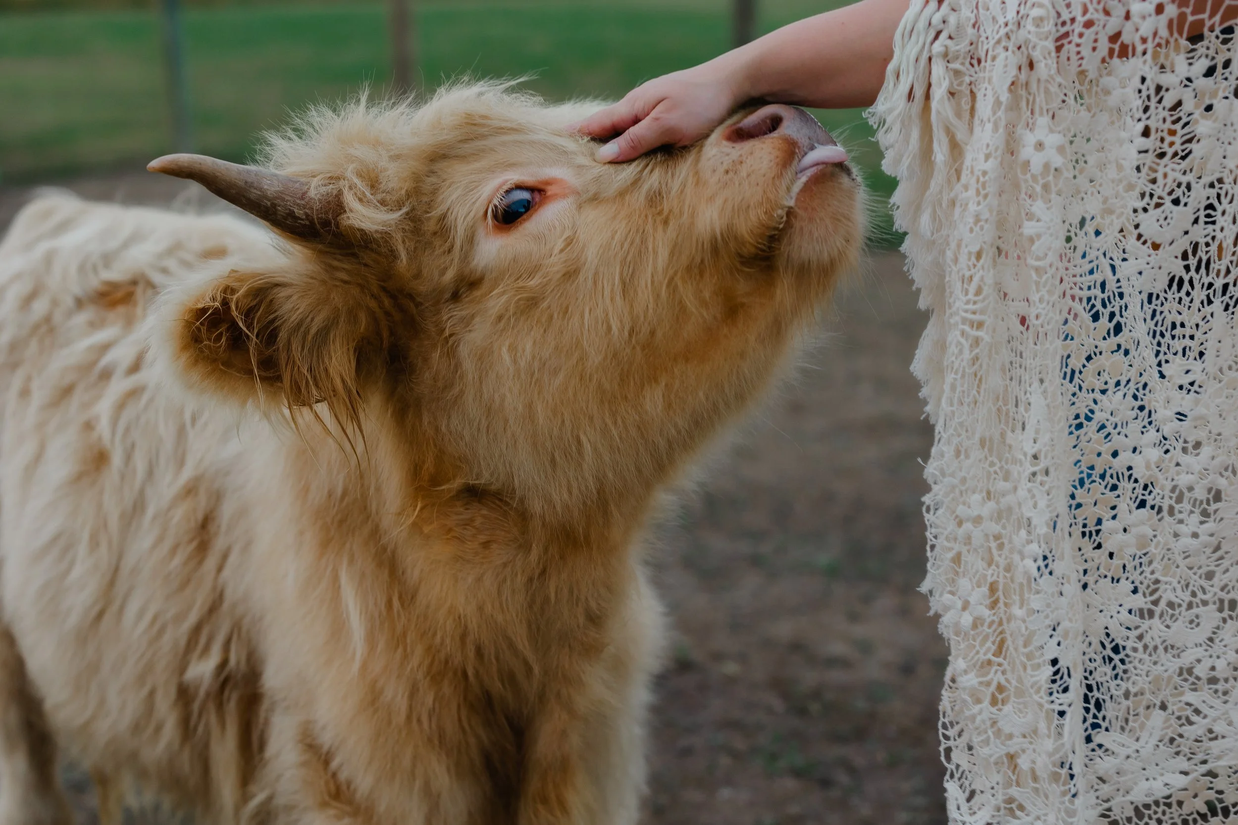 A person wearing a lace dress gently petting a brown Highland cow.