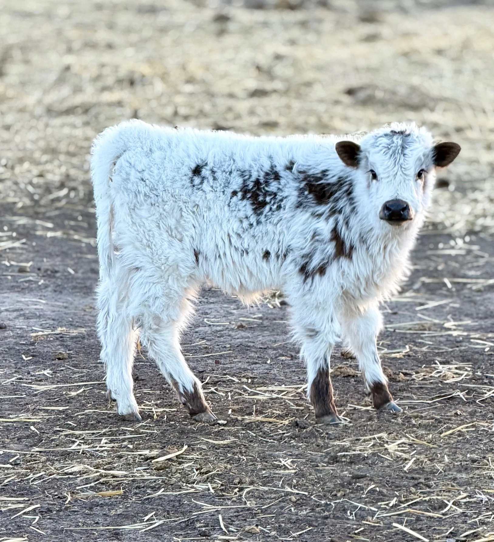 A young black and white cow standing on a dirt and straw-covered ground outdoors.