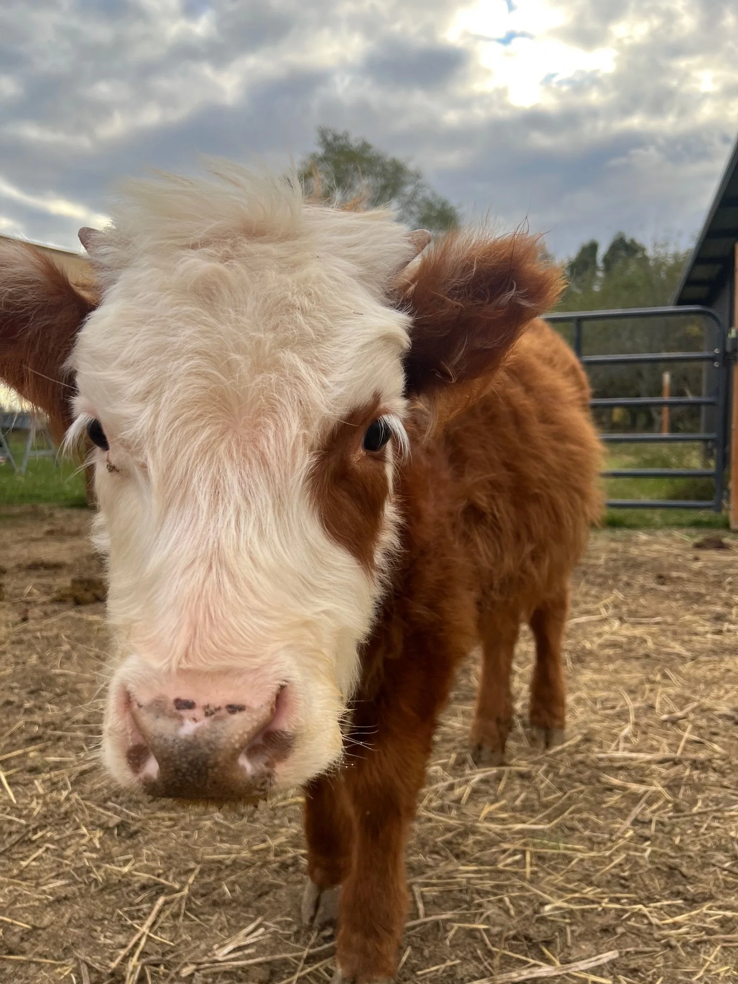 Close-up of a brown and white calf standing on dirt in a farmyard, with a cloudy sky and a barn in the background.