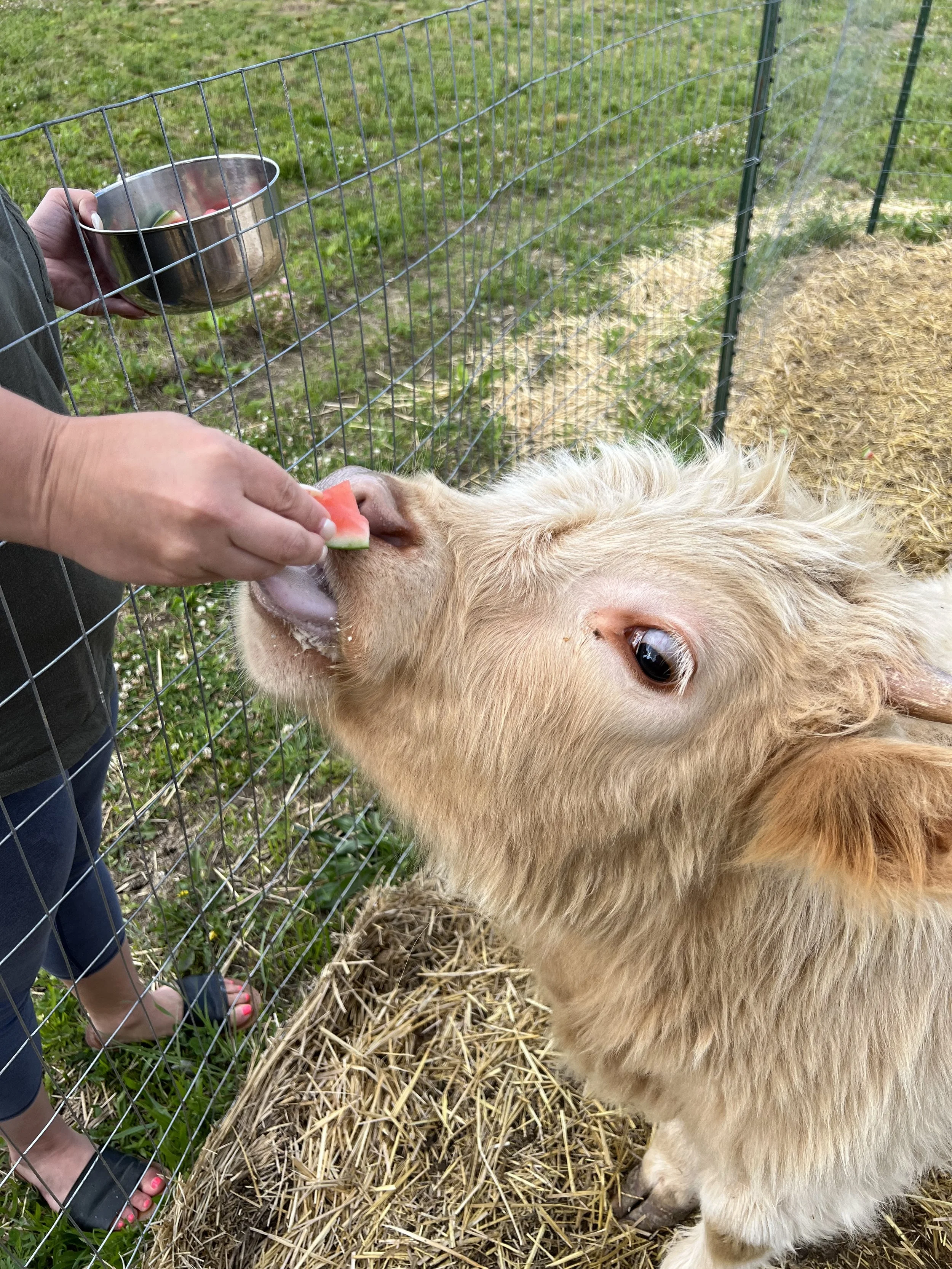 A person feeding a small watermelon slice to a light-colored highland cow through a wire fence, with a metal bowl in their other hand. The cow is reaching out its tongue to lick the watermelon, and the background includes green grass and straw.