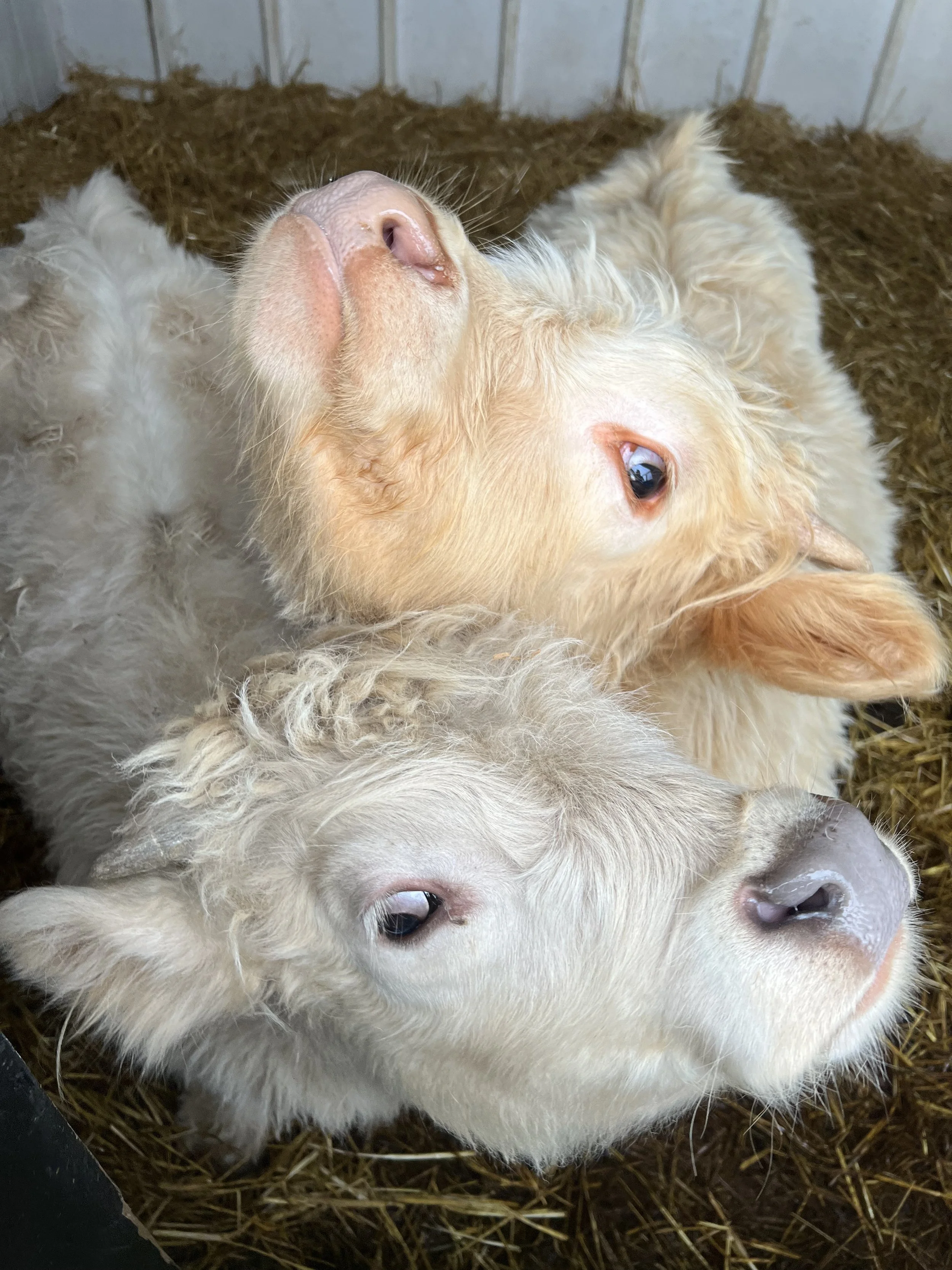 Two calves lying on hay inside a barn, one with cream-colored fur and the other with white fur.