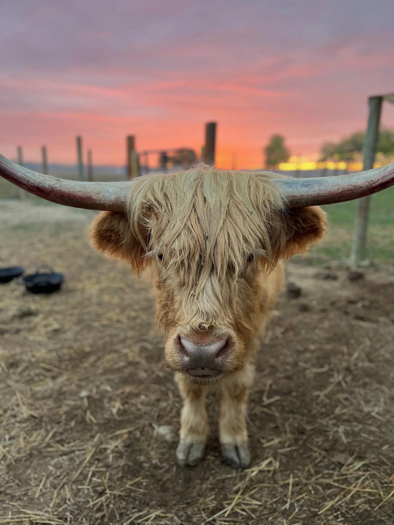 Close-up of a Highland cow with long, shaggy hair and large horns, standing on dirt ground with a sunset sky in the background.