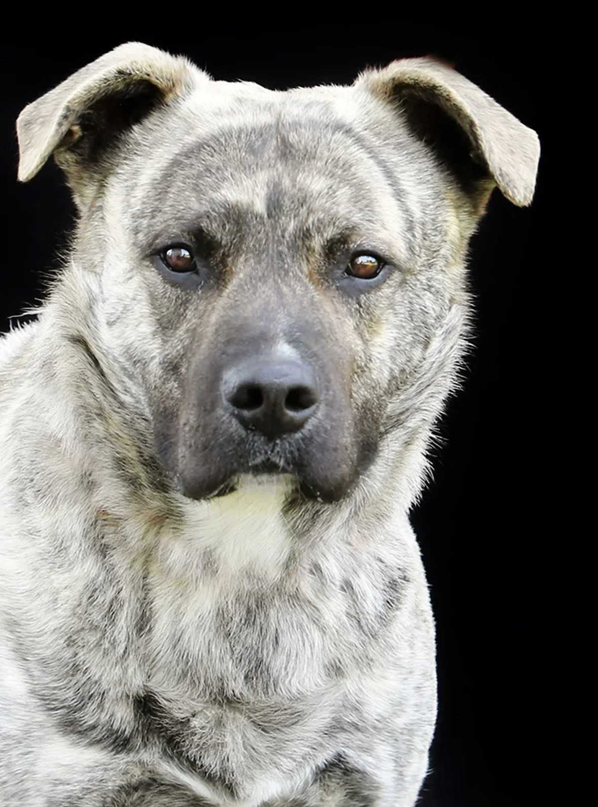 MAJOR TOM: Friends of TCAS helped pay for board and training.