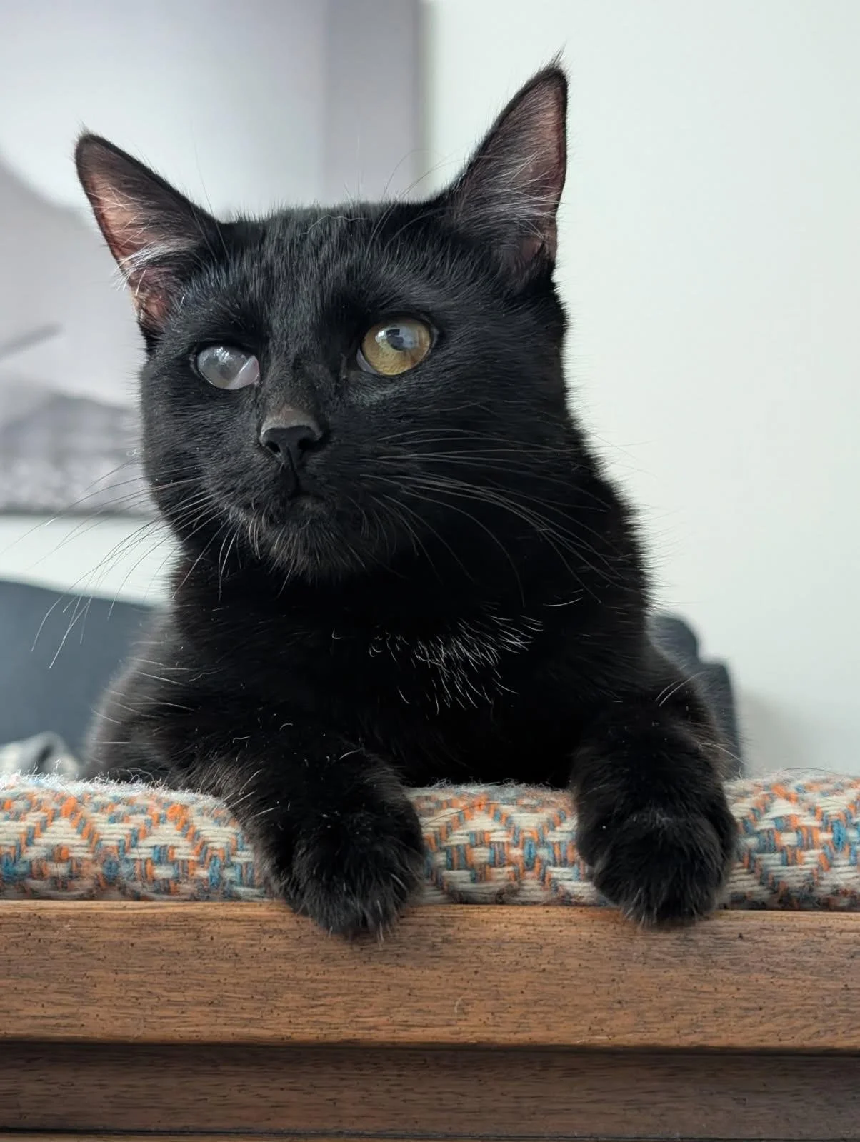 FRANCIS: Friends of TCAS helped with her hernia surgery.