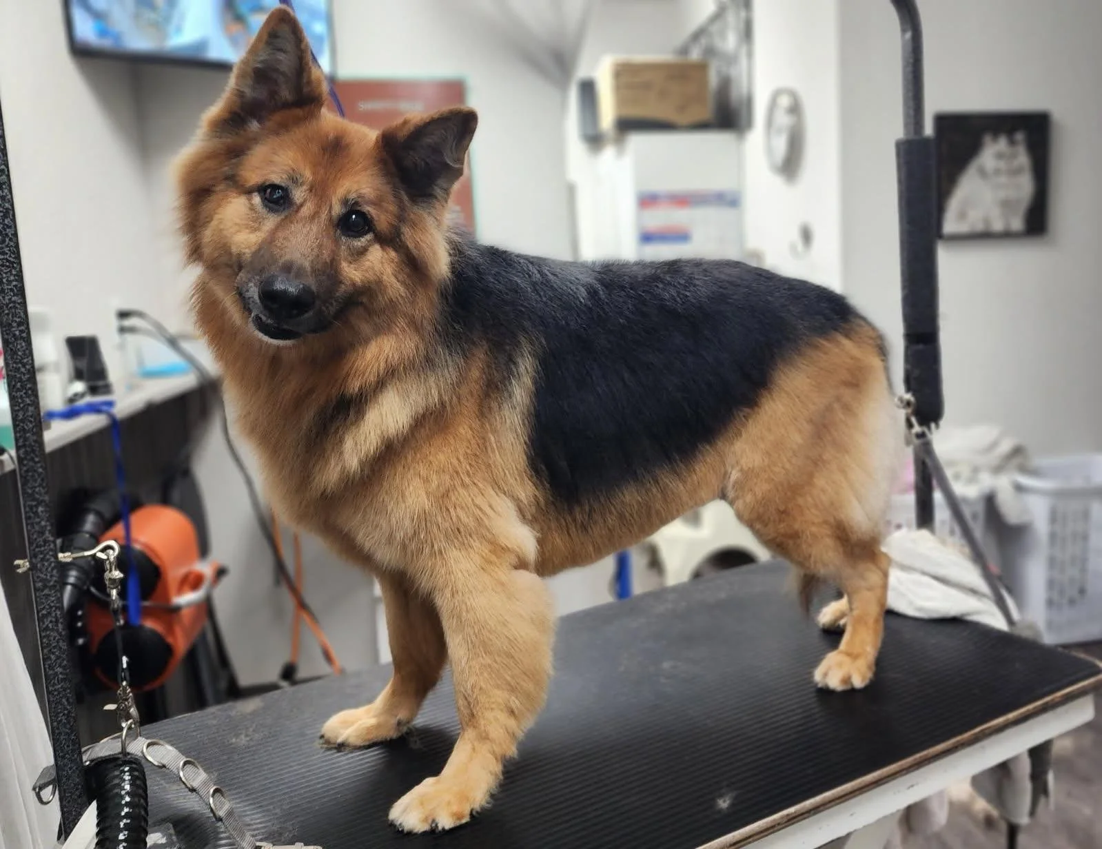 LOOFAH:  Friends of TCAS paid for grooming.