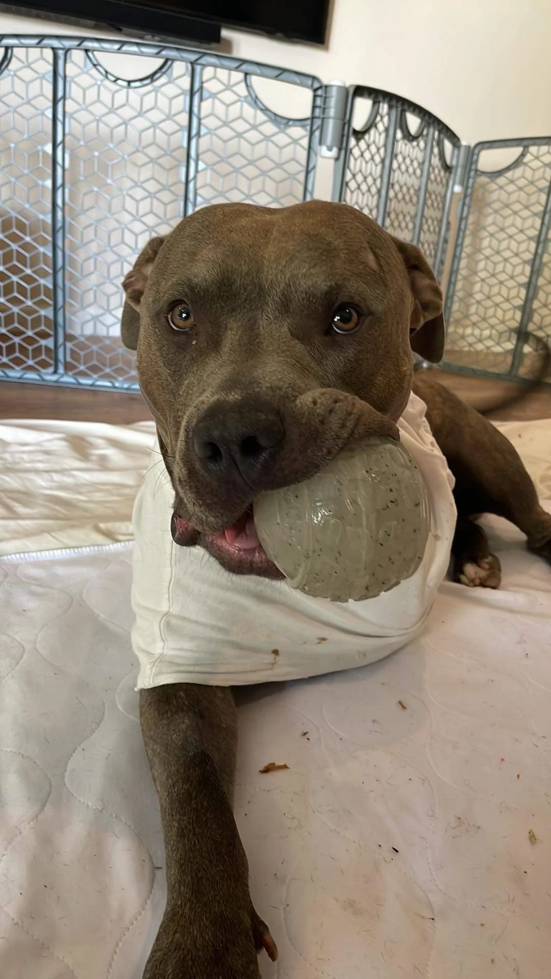 PRINCE:  Friends of TCAS was able to help sweet Prince with his amputation.