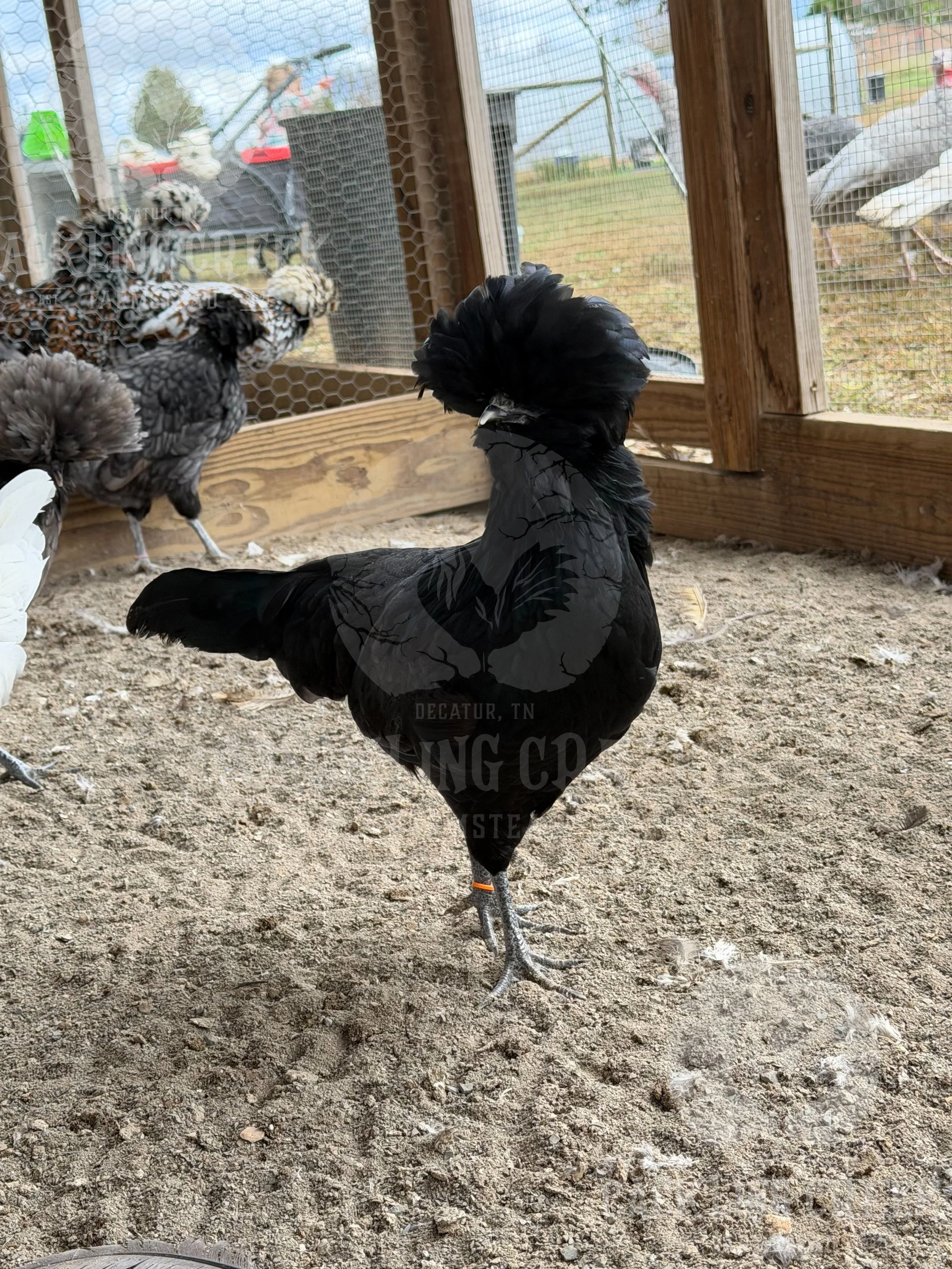 eZy Watermark_30-10-2025_01-06-11-5430PM.jpeg