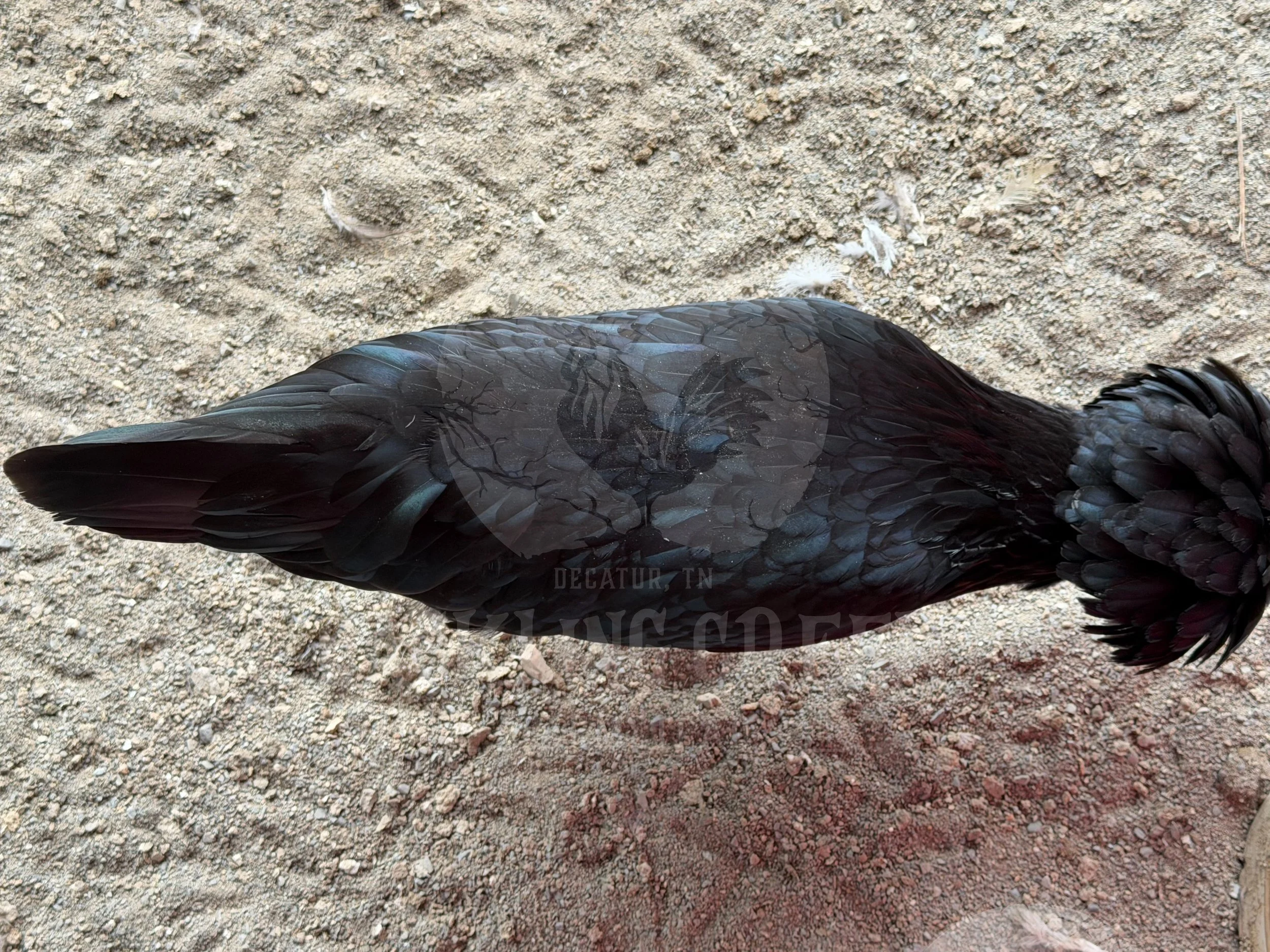 eZy Watermark_30-10-2025_01-06-09-2710PM.jpeg